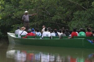The Scarlet Ibis - Caroni Swamp Tour - Your Timing: Why the 3:00 PM Start Fits Caroni