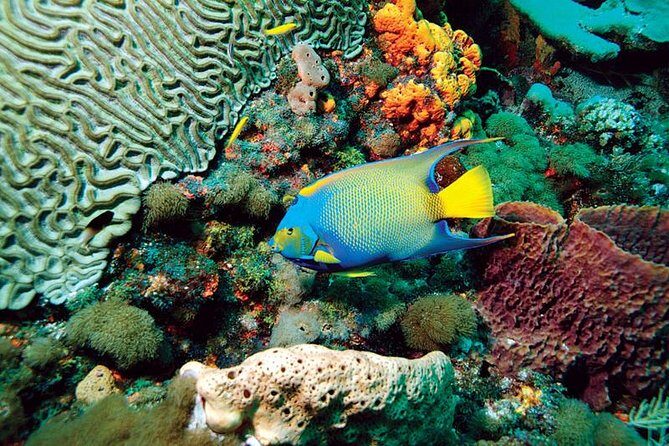 Tobago Buccoo Reef Glass Bottom Boat Cruise and Island Sightseeing Tour - Buccoo Reef by Glass Bottom Boat: Coral Viewing Without the Gear Panic