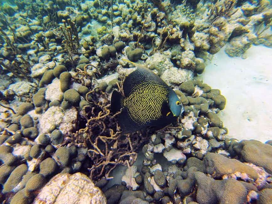 Tobago: Coral Reef Boat Tour with BBQ and Transfer - The full schedule in plain language (3–4 hours)