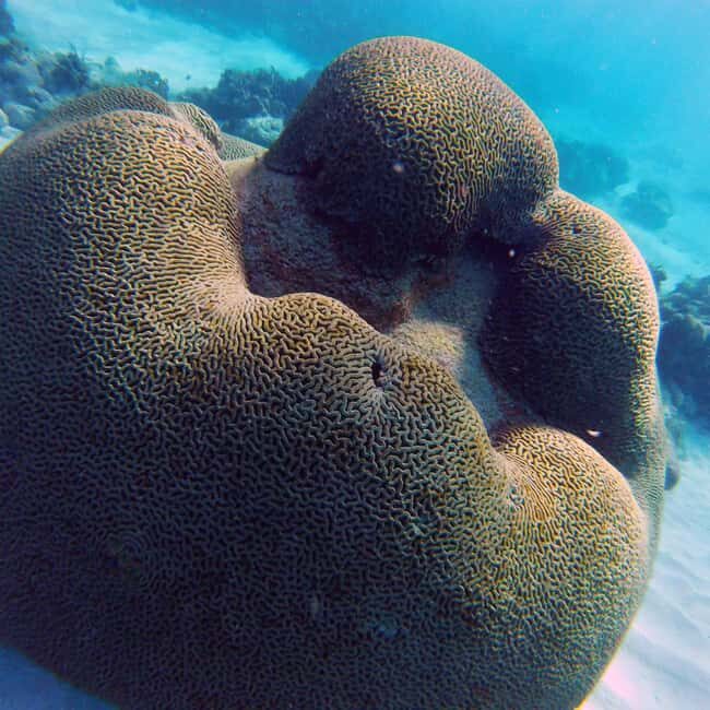 Tobago: Coral Reef Boat Tour with BBQ and Transfer - Transfers, crew style, and group vibes