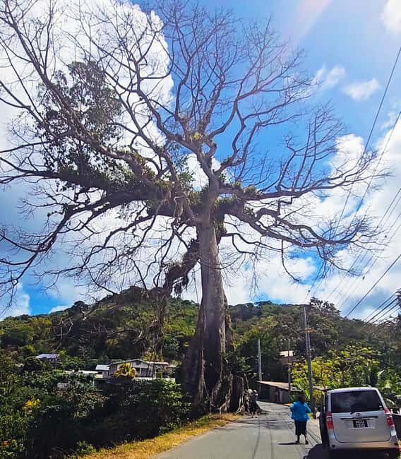 Tobago: Half Day Atlantic Coast Tour with Transfer - Nature Walks, Swimming Spots, and What to Bring