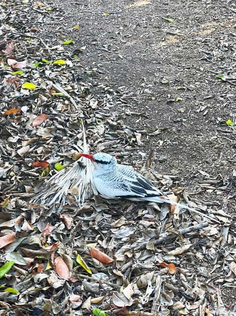 Tobago: Little Tobago Bird Sanctuary Visit and Boat Tour - Little Tobago bird sanctuary: the island walk that rewards attention