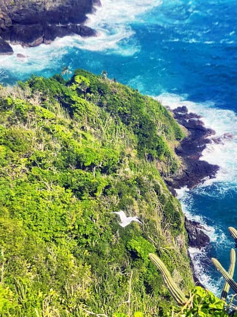 Tobago: Little Tobago Bird Sanctuary Visit and Boat Tour - Jemma’s Tree House lunch: why this stop matters more than it sounds