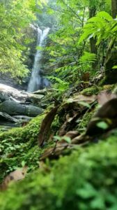 Trinidad: Avocat Waterfall and Maracas Bay Beach Tour - Hiking to Avocat Waterfall: What the Rainforest Walk Feels Like