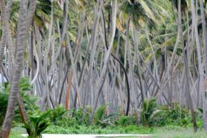 Trinidad Island Circle Tour with Pickup - San Fernando Hill and the Gulf of Paria: Where Views Do the Talking