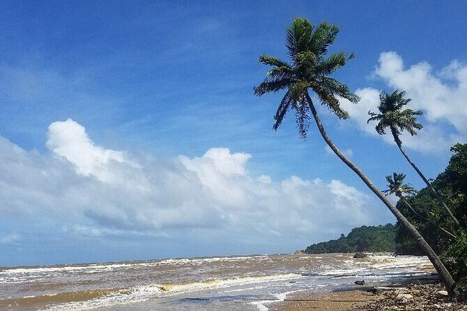 Trinidad Island Circle Tour with Pickup - Manzanilla: Beach Time, Mangroves, and Turtle Nesting