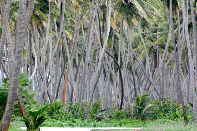 Trinidad Island Circle Tour with Pickup - San Fernando Hill and the Gulf of Paria: Where Views Do the Talking