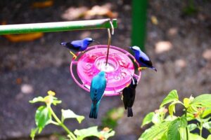 Trinidad Nature and Asa Wright Center Full-Day Tour from Port of Spain - Price and What $230 Really Buys You