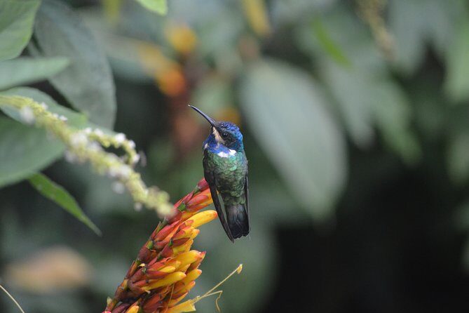 Trinidad Nature and Asa Wright Center Full-Day Tour from Port of Spain - Asa Wright Nature Centre: Bird Sanctuary Time with Real Focus