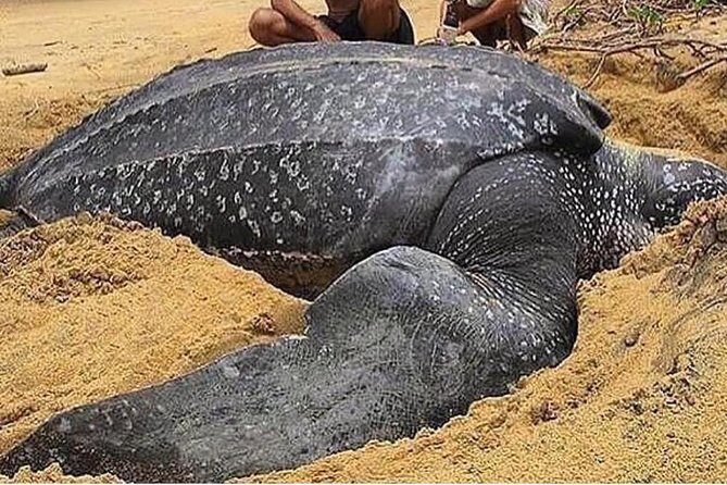 Turtle Watching - Key things that make this Turtle Watching tour special