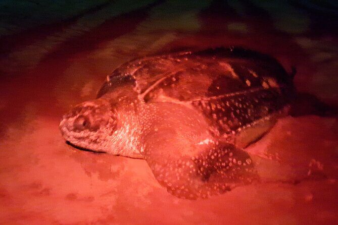 Turtle Watching - Buccoo Beach to the boat: pickup, meeting point, and how it runs