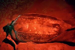Turtle Watching - The turtles you’re hoping for: green, hawksbill, and leatherback