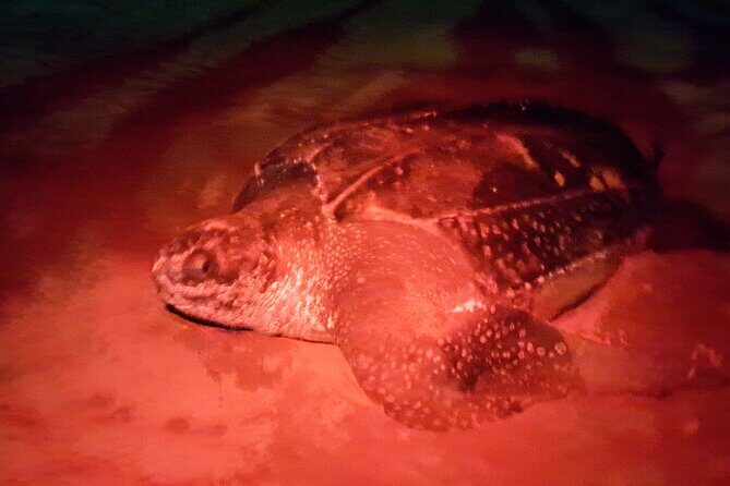 Turtle Watching - On the water: spotting, boat views, and swimming time