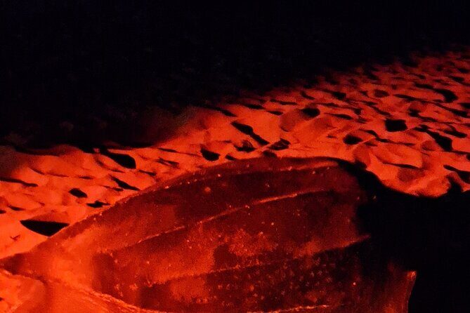 Turtle Watching - Duration reality check: 3 to 30 minutes listed, plus a long nesting cycle