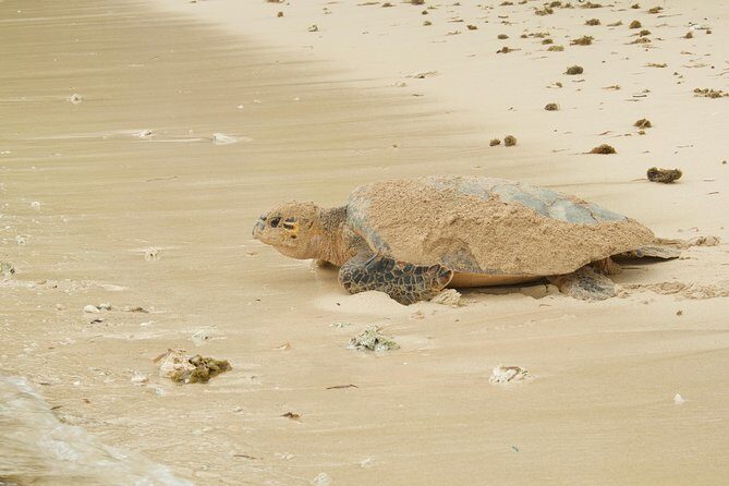 Turtle Watching - Why the $80 per person price can be good value