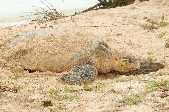 Turtle Watching - Who this tour fits (and who should sit this one out)