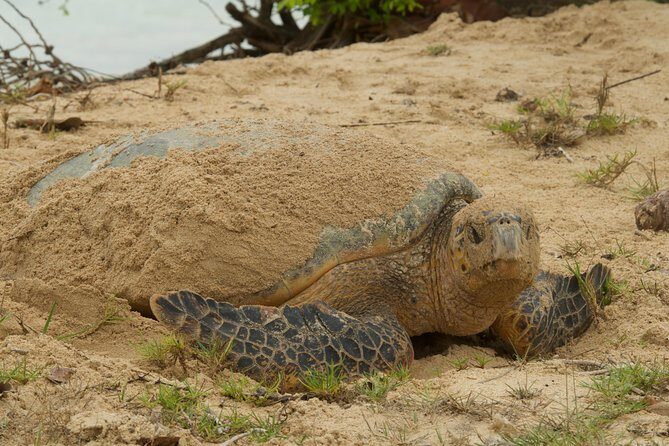 Turtle Watching - Practical booking tips for Fish Tobago Tours