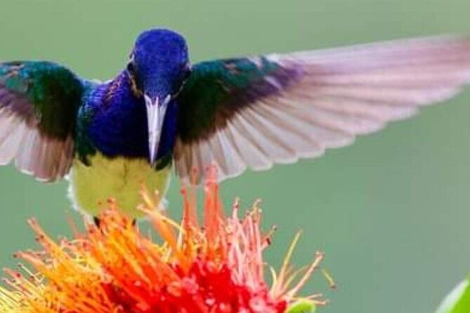 Yerette Home of the Hummingbird - Key things that make Yerette special