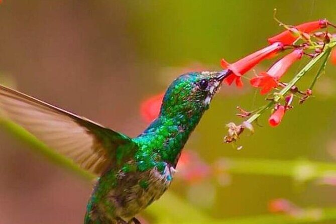 Yerette Home of the Hummingbird - First impressions: a small hummingbird haven, not a big show