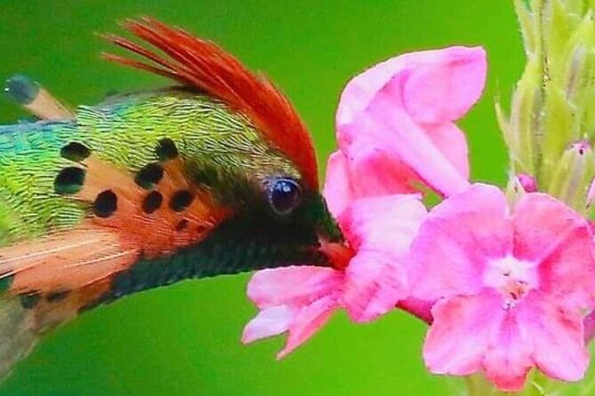 Yerette Home of the Hummingbird - Theo and Gloria’s hummingbird talk: learning without the hard sell