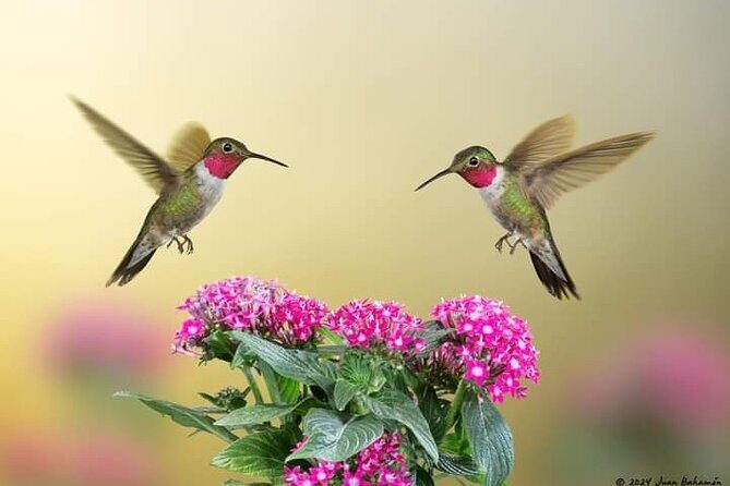 Yerette Home of the Hummingbird - Your 3-hour rhythm: what you can expect