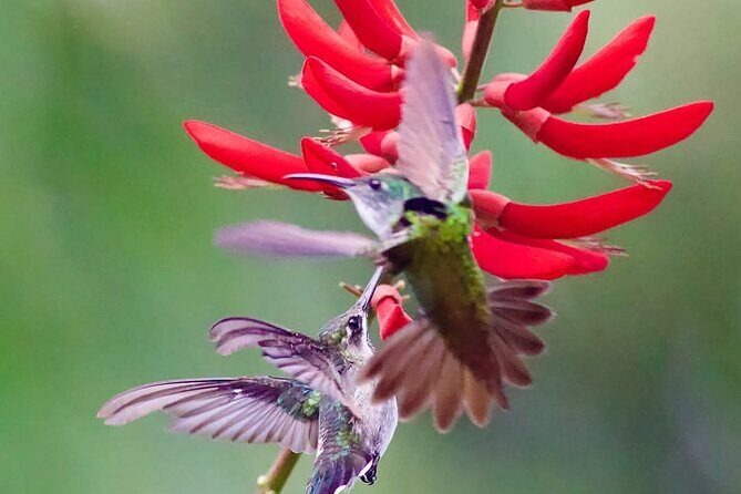 Yerette Home of the Hummingbird - Getting there and back: pickup that saves your day