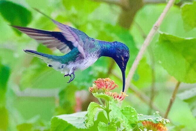 Yerette Home of the Hummingbird - Private-group format: more attention, less waiting
