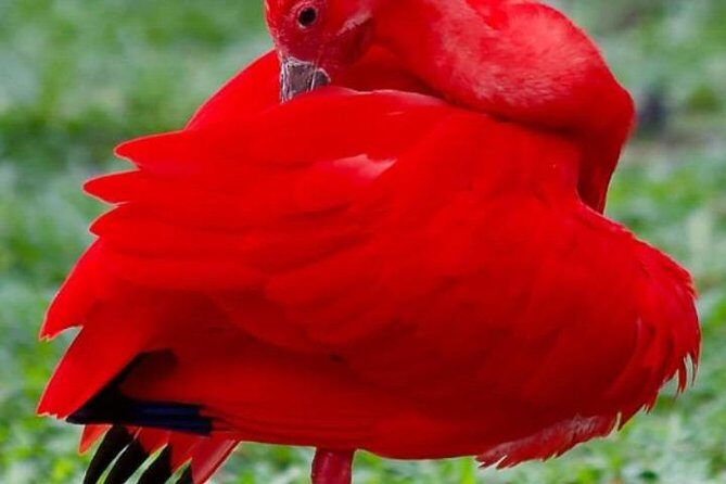 Yerette Home of the Hummingbird and Caroni Wildlife Tour - Key things to know before you go