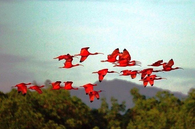 Yerette Home of the Hummingbird and Caroni Wildlife Tour - How to make wildlife spotting easier (and less frustrating)