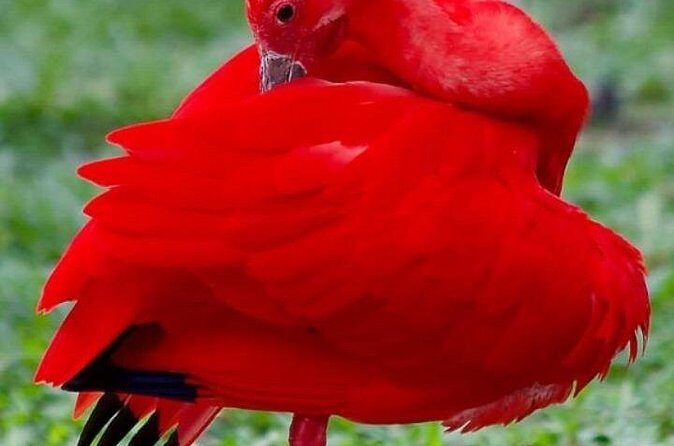 Yerette Home of the Hummingbird and Caroni Wildlife Tour - Caroni Swamp by boat: finding Scarlet ibis in the mangrove maze