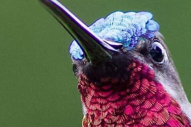 Yerette Home of the Hummingbird - How the hummingbird viewing really works in this garden